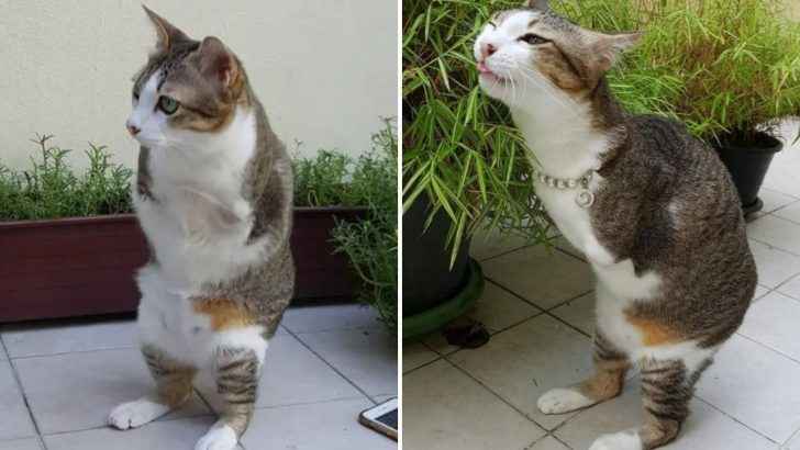 The Cat Without Front Legs Had Zero Chance To Survive But The Unbelievable Happened