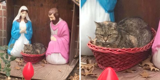 Grumpy Nativity Scene Cat Accidentally Spreads Holiday Cheer