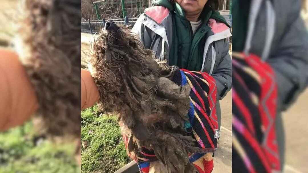 Extremely Matted Dog Who Was Afraid Of Touch Transforms Into A Beautiful Ball Of Fur