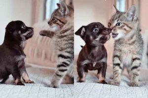 
"Playful black and white cat enjoying a yarn ball - ideal for cat lovers seeking charming feline moments. Find joy in adorable cat antics on our cat lovers' website, where we celebrate the delightful companionship of our furry friends."