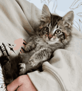 
"Playful black and white cat enjoying a yarn ball - ideal for cat lovers seeking charming feline moments. Find joy in adorable cat antics on our cat lovers' website, where we celebrate the delightful companionship of our furry friends."