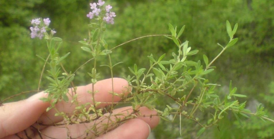 NENADMAŠIV DAR PRIRODE: Održava zdravlje kostiju, potpomaže formiranje hrskavice…