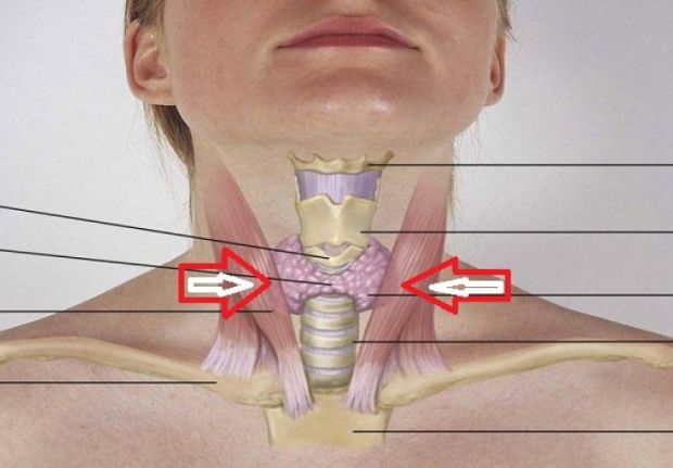 ŠtitnaŽlijezda, ZdravljeOrganizma, EndokriniSistem, PrevencijaZdravlja, HormonskaRavnoteža, ZdravaIshrana, ZdravStilŽivota, MedicinskeInformacije, PrevencijaBolesti, HormonskoZdravlje