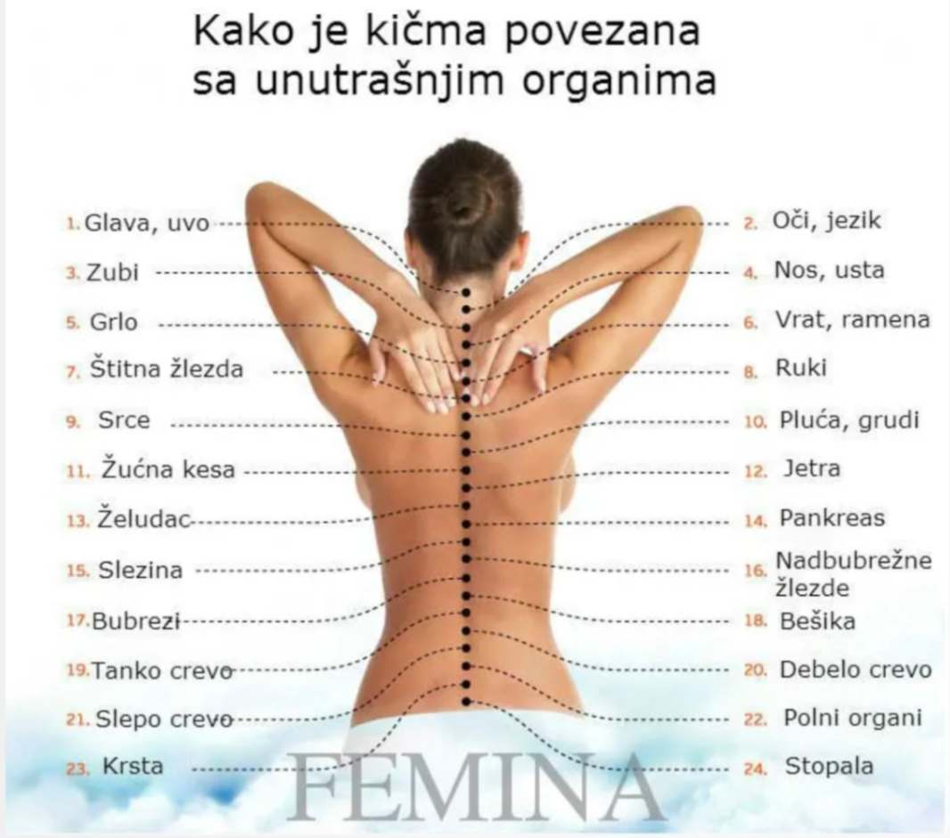 kičma, bol, zdravlje, povezanost sa unutrašnjim organima