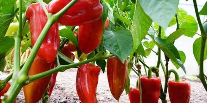 NE BACAJTE PETELJKE OD PAPRIKA NI SLUČAJNO: Evo zašto – kako ovo prije nismo znali?