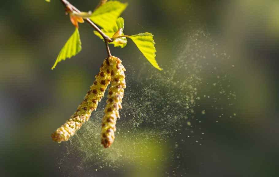 Alergija na polen breze: Koji simptomi ukazuju da imamo ovaj problem i kako se on leči