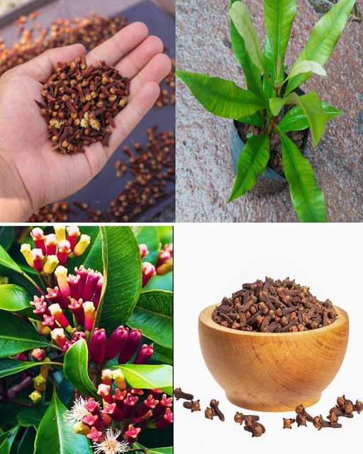 How to Grow Clove Plant at Home - From Seed to Spice