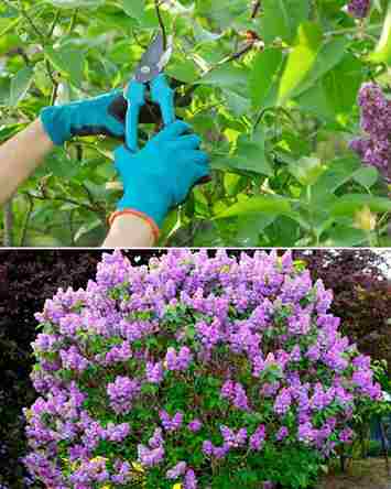 prune lilac