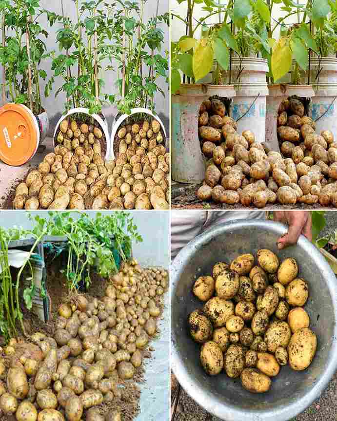 How to Grow Tons of Potatoes in Containers at home – easy steps to a big harvest