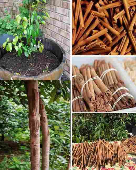 From seed to spice: How to grow Cinnamon trees at home