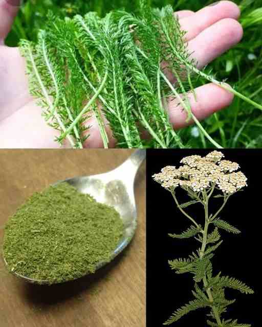 Yarroway: The Herb That Can Save the Day