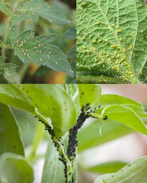 Banishing Aphids and Scale Insects Naturally: Simple and Effective Solutions for Your Plants