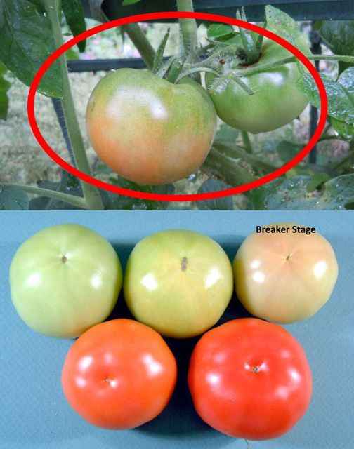 The Perfect Time to Harvest Tomatoes: Understanding the Breaker Stage