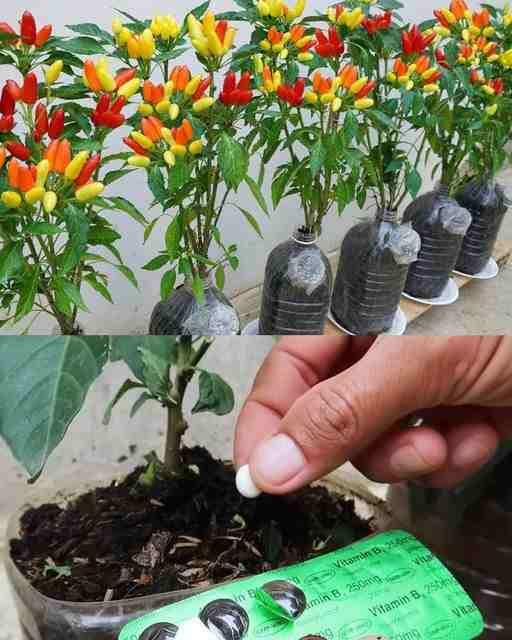 Cultivating Chili Peppers at Home: Tips for Vibrant Growth