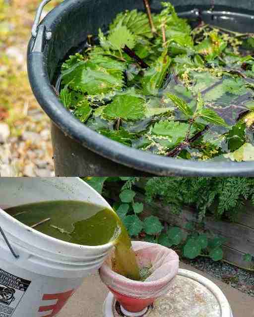 The Importance of Nettle Fertilizer and Insecticide: Making and Using Them in Your Garden