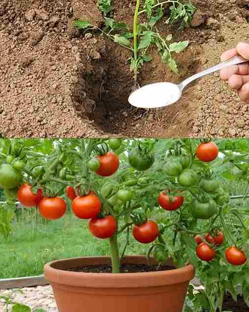 The Ultimate Guide to Planting Tomatoes: Expert Tips for Bountiful Harvests