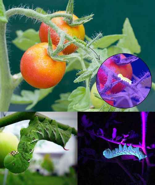 Nighttime Patrol: The Ultimate Guide to Detecting and Managing Tomato Hornworms with UV Light