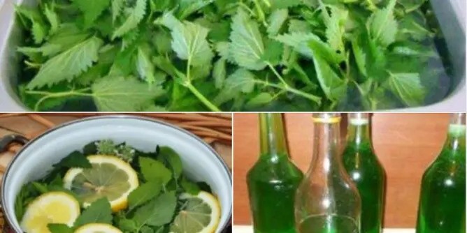 RECEPT ZA SIRUP OD KOPRIVE: OBAVEZNO GA ZABILJEŽITE JER ZBOG PRITISKA FARMACEUTA GA BRIŠU STALNO!