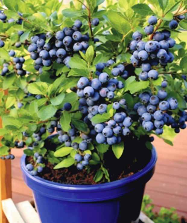 Stop buying blueberries. Use these clever methods to get a never-ending supply