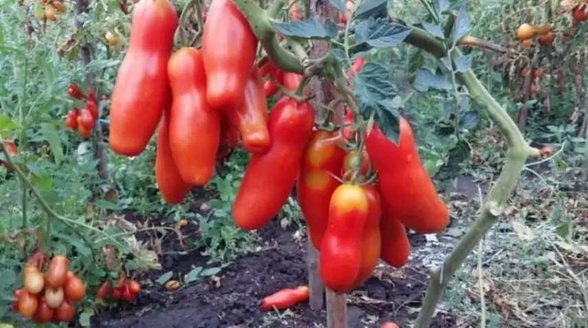 What to plant next to tomatoes to get a good tomato harvest