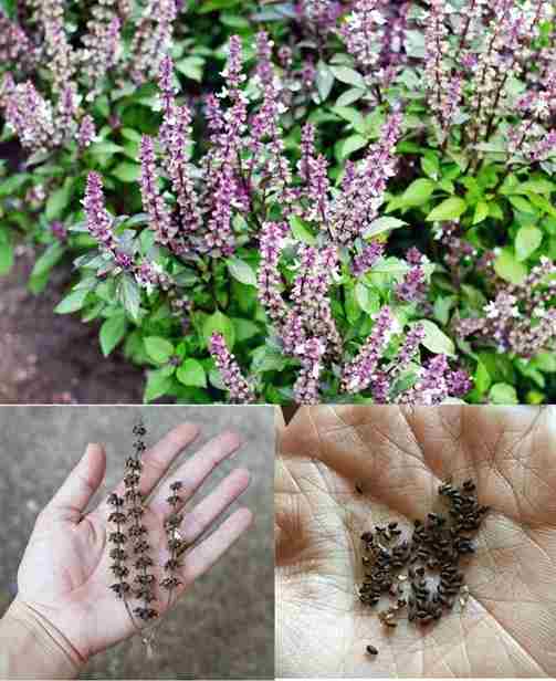 Don’t Discard the Flowers on Your Basil: Theyre’ Gold When Used Like This