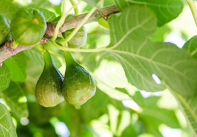 Ako ste dosad uživali samo u dobrobitima sočnih i slatkih plodova smokve (lat. Ficus carica), predlažemo vam da iskoristite i ljekovita svojstva njezinih listova. Koristiti možete listove zelene i crne smokve, jednako su ljekoviti. Osim što od njih možete pripremati čaj, listove možete i žvakati, što je odlično kod čira na želucu. Ako ste dosad uživali samo u dobrobitima sočnih i slatkih plodova smokve (lat. Ficus carica), predlažemo vam da iskoristite i ljekovita svojstva njezinih listova. Koristiti možete listove zelene i crne smokve, jednako su ljekoviti. Osim što od njih možete pripremati čaj, listove možete i žvakati, što je odlično kod čira na želucu. Bolujete od dijabetesa? Imate čir na želucu ili pak bronhitis? Patite od visokog tlaka? Pripremajte si ljekoviti čaj od smokvina lista! Ako ste dosad uživali samo u dobrobitima sočnih i slatkih plodova smokve (lat. Ficus carica), predlažemo vam da iskoristite i ljekovita svojstva njezinih listova. Nutritivna svojstva i dobrobiti Listovi smokve obiluju antioksidansima i vlaknima. Među ostalim, sadrže vitamine A, B1 i B2 te minerale kalcij, željezo, mangan, fosfor, kalij i natrij. Premda se plodovi ne preporučuju dijabetičarima zbog visokih razina šećera, smokvin list itekako je zdrav i koristan upravo za ovu skupinu ljudi jer pomaže u regulaciji razina šećera u krvi. Dobra je vijest i ta da konzumacijom čaja možete čak i prevenirati dijabetes jer ćete povećati osjetljivost na inzulin. Smokvini listovi osobito se preporučuju za tegobe urinarnog i probavnog trakta. Njihova konzumacija pomaže sniziti visoki tlak i razine triglicerida u krvi, čime pruža dodatnu zaštitu srcu i krvnim žilama. Premda je određena razina triglicerida nužna za dobro zdravlje, višak triglicerida u organizmu znatno povećava rizik od pretilosti i srčanih oboljenja. Upravo smokvin list pomaže u njihovu snižavanju i regulaciji. Dobrobiti smokvina lista: regulira razine šećera u krvi pomaže mršavljenju stabilizira krvni tlak snižava trigliceride osnažuje kosti pomaže kod kožnih oboljenja pomaže kod anemije ublažava tegobe čira na želucu sprječava zatvor unapređuje zdravlje srca i krvnih žila pomaže kod afti Koristiti možete listove zelene i crne smokve, jednako su ljekoviti. Osim što od njih možete pripremati čaj, listove možete i žvakati, što je odlično kod čira na želucu. Sušenje listova U kasno proljeće, ljeto ili jesen otrgnite sa stabla zdrave i čitave smokvine listove te ih rasporedite po površini na kojoj ćete ih sušiti. Sušite ih u sjeni, na tamnom i prozračnom mjestu. Možete ih također i svezati u svežanj pa objesiti na povišenome mjestu. Da su listovi suhi, znat ćete po tome što su se skvrčili i mrve se pod prstima kad ih stisnete. Kako bi se brže osušili, možete ih prije sušenja i malo narezati. Kad se osuše, smrvite ih pa pohranite u staklenku s poklopcem. Čaj od smokvina lista U zdravstvene svrhe, čaj od smokvina lista preporučuje se piti oko mjesec dana svaki dan, a zatim pauzirati nekoliko tjedana kako bi ponovna konzumacija imala jednako snažno ljekovito djelovanje. Pomoć kod dijabetesa 2 žličice osušenih listova smokve prelijte šalicom (200 ml) kipuće vode. Pokrijte i ostavite da odstoji 10-15 minuta. Zatim procijedite. Svako jutro popijte jednu šalicu ovog čaja uz doručak. Pomoć kod čira na želucu i afti u usnoj šupljini Svaki dan dobro prožvačite po 2 nježnija smokvina lista te ih progutajte. Osim što će pomoći kod čira, osvježit će vaš dah i ublažiti neugodne afte. Pomoć kod bronhitisa Prokuhajte 3 smokvina lista u vodi s malo smeđeg šećera pa popijte. Osim kod dijabetesa, čira, afti i bronhitisa, čaj se preporučuje piti i za bolje zdravlje srca, snižavanje krvnog tlaka te kao pomoć u liječenju karcinoma i anemije. Kulinarske ideje Postoje zapisi o tome da su naši davni predci još u 3. stoljeću pr. Kr. u smokvine listove umatali svoju hranu. U ulozi tortilje ili omota: list smokve prokuhajte u lagano posoljenoj vodi 15-ak minuta pa ga iskoristite kao omot ili prirodnu tortilju koju ćete nadjenuti rižom, povrćem, gljivama i sl. Kao dodatak povrtnom varivu: smokvin list možete dodati u povrtno varivo te ga izvaditi pred sam kraj kuhanja ili pirjanja. Tako ćete prizvati dašak Mediterana na svoj stol. alternativa-za-vas