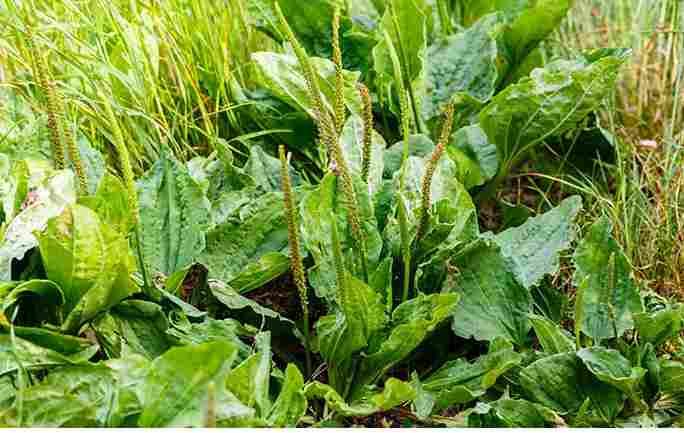 Većina ne’ ne zna o potencijalu ove biljke. Evo skrivenih moći Plantago majora