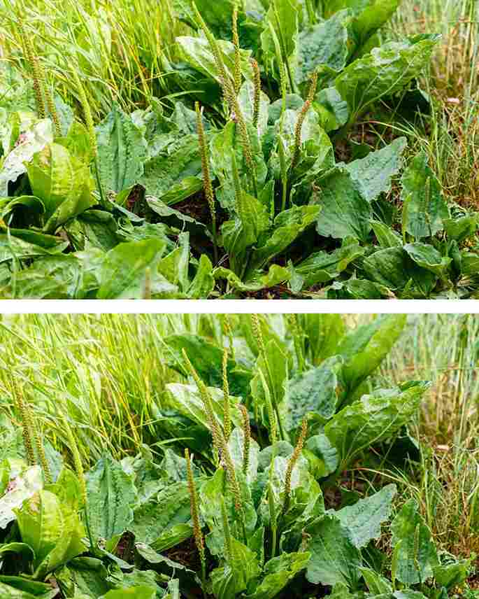 Most don’t know about the potential of this plant. Here are the hidden powers of plantago major