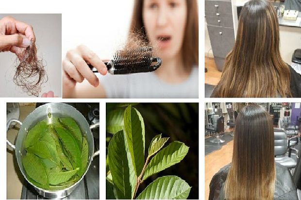 Možete li učiniti da vaša kosa raste brzo? Odgovor je DA uz listove OVE biljke, ali to nije sve…