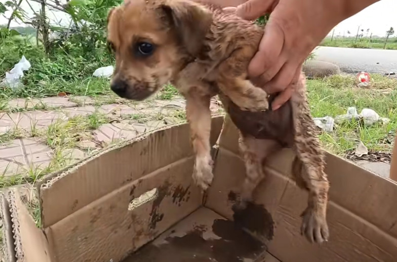 Heartbreaking Cruelty: Sick Puppy Abandoned to Suffer in the Blazing Sun by Its Owner.