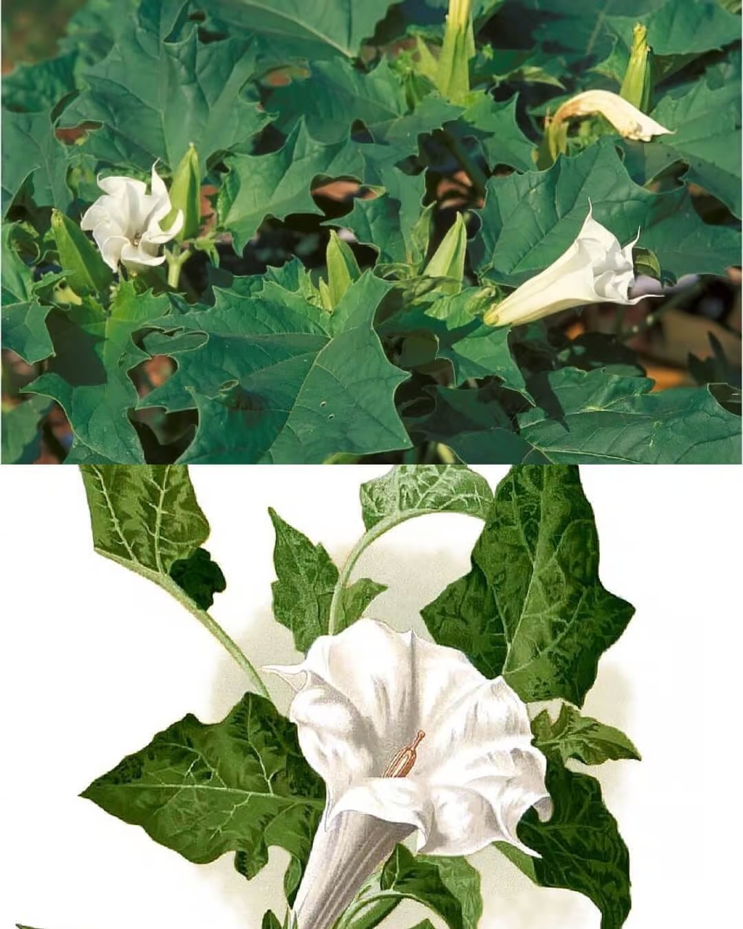 Datura Genus: Prelijepa, ali smrtonosna biljka koju biste trebali izbjegavati