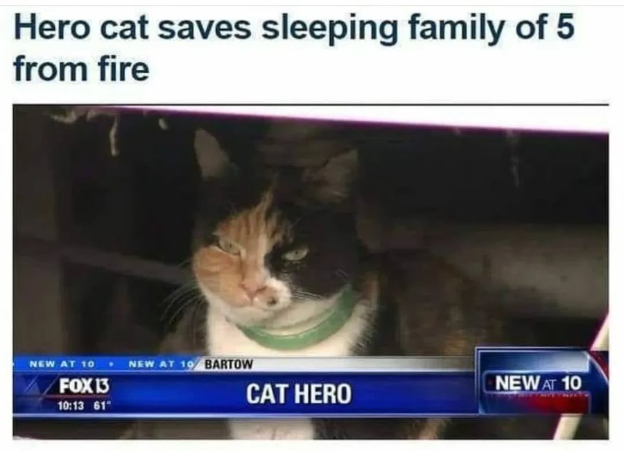 A recent house fire in [city/state], USA, turned from potential tragedy to a miraculous survival story, thanks to an unlikely hero—a family cat named Whiskers. The fire, which broke out late at night, left little time for escape. However, Whiskers’ quick instincts saved the day. According to local reports, the fire started in the kitchen, rapidly spreading to other parts of the house. The family of five was fast asleep, unaware of the danger until Whiskers sprang into action. The cat began loudly meowing and pawing at doors, even jumping onto the bed of the family’s youngest child to wake them up. The commotion stirred the parents, who quickly realized the house was filling with smoke. Thanks to Whiskers’ warning, they were able to evacuate their children just in time. Firefighters who arrived at the scene commended Whiskers for her life-saving actions, noting that without her intervention, the outcome could have been devastating. This incident highlights the incredible bond between humans and their pets. Whiskers is now hailed as a local hero, reminding us all that sometimes, heroes come in the most unexpected forms. Fire officials continue to investigate the cause of the fire, emphasizing the importance of working smoke detectors.