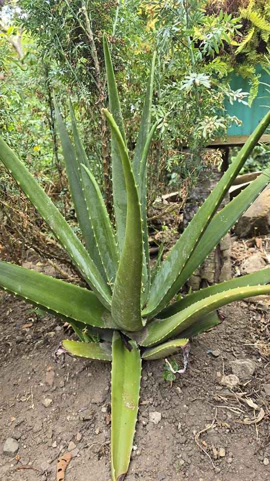 If possible, you should plant an aloe vera plant in the corner of your garden for these 10 reasons 👇