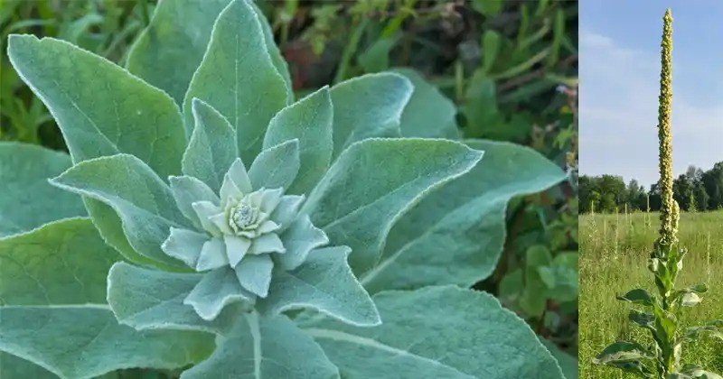 Ingredients: Fresh mullein leaves, clean cloth. Instructions: Crush the leaves into a paste using a mortar and pestle. Apply the paste to the affected area and cover with a clean cloth. Leave for 20-30 minutes and rinse gently with water. Benefits of Mullein Flowers Eases Ear Infections – Mullein flower oil is a traditional remedy for reducing pain and inflammation in ear infections. Calms Respiratory Issues – Like the leaves, the flowers provide relief for asthma, coughs, and bronchitis. Soothes Nerves – Acts as a mild sedative, helping with stress and restlessness. Anti-inflammatory Properties – Reduces inflammation when taken internally or applied externally. Relieves Muscle Pain – Infused oil can be massaged into sore muscles and joints. Supports Wound Healing – Applied topically, the flowers help heal minor wounds and cuts. Antimicrobial Action – Fights bacteria and fungi when used in oils or teas. Relieves Menstrual Cramps – Provides mild pain relief for menstrual discomfort. How to Use Mullein Flowers Mullein Flower Oil for Earaches: Ingredients: Fresh mullein flowers, olive oil, small jar. Instructions: Place the flowers in a clean jar and cover them with olive oil. Seal the jar and place it in a sunny window for 2-3 weeks. Strain the oil into a clean bottle using a fine mesh or cheesecloth. Use 1-2 drops of warm oil in the affected ear for relief. Flower Infusion for Stress Relief: Ingredients: 1 teaspoon dried flowers, 1 cup hot water. Instructions: Steep the flowers in hot water for 10 minutes. Strain and sip slowly to ease nerves and reduce stress. Benefits of Mullein Roots Supports Joint Health – Mullein root tea can help reduce pain and stiffness in joints. Back Pain Relief – Traditionally used to alleviate lower back pain and spinal issues. Bladder Support – Strengthens the bladder and helps with incontinence. Anti-inflammatory Effects – Reduces swelling and inflammation in the body. Promotes Lymphatic Health – Assists in detoxifying the lymphatic system. Diuretic Properties – Supports healthy kidney function and reduces fluid retention. How to Use Mullein Roots Mullein Root Tea for Joint and Bladder Health: Ingredients: 1 teaspoon dried mullein root, 1 cup boiling water. Instructions: Add the dried root to boiling water and simmer for 15-20 minutes. Strain and drink up to twice daily for joint or bladder support. Root Poultice for Pain Relief: Ingredients: Fresh mullein root, clean cloth. Instructions: Crush the fresh root into a paste. Apply the paste to the affected area and cover with a clean cloth. Leave for 30 minutes and rinse with warm water. mullein plant Mullein is a versatile and powerful medicinal plant that can support respiratory health, ease pain, and promote overall well-being. By making use of its leaves, flowers, and roots, you can create natural remedies that are simple and effective. Always harvest sustainably, and consult with a healthcare professional before using herbal treatments, especially if you are pregnant, nursing, or taking medications.