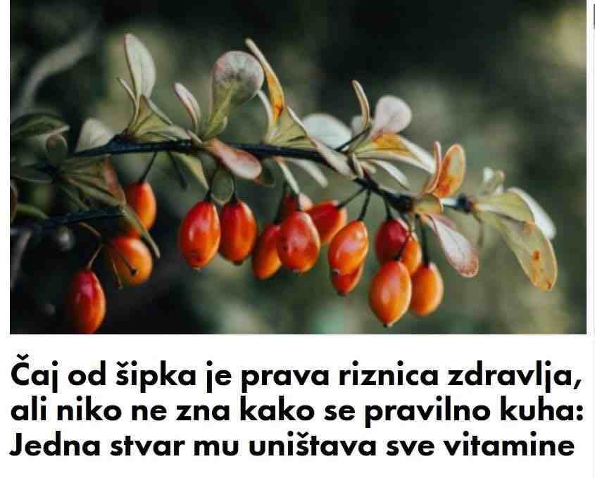 Čaj od šipka je prava riznica zdravlja, ali niko ne zna kako se pravilno kuha: Jedna stvar mu uništava sve vitamine