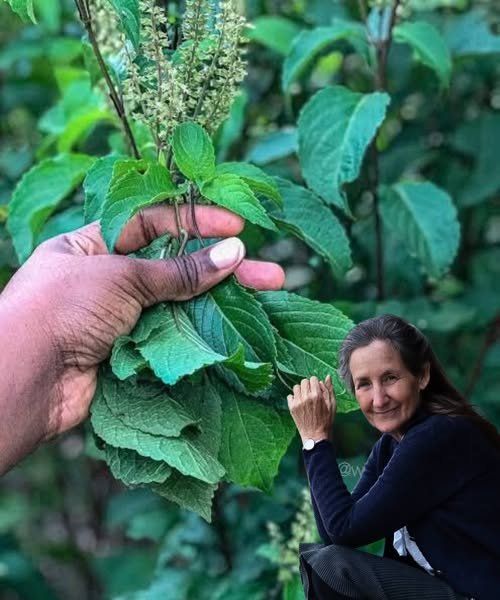 Mirisna bosiljka (Ocimum gratissimum), poznata i kao afrički bosiljak, nije samo začinska biljka – ona je bogata moćnim zdravstvenim prednostima! Evo nekoliko iznenađujućih načina kako je možete koristiti: 1. Prirodni Odbijač Komaraca 🦟 Umorni ste od komaraca koji vam kvare san? Jednostavno: ✅ Zapalite listove mirisne bosiljke i pustite da dim ispuni prostoriju. ✅ Jak miris prirodno tjera komarce – bez hemikalija! 2. Podržava Plodnost 💚 Ako imate problema s plodnošću, mirisna bosiljka može pomoći: ✅ Dodajte je u obroke za prirodnu podršku reproduktivnom zdravlju. ✅ Iscijedite listove, izdvojite sok i popijte ga. ✅ Prokuhajte listove i pijte čaj ujutro i navečer. 3. Pomaže u Regulaciji Šećera u Krvi 🍃 Borite se s visokim šećerom u krvi ili dijabetesom? Pokušajte ovo: ✔️ Izdrobite svježe listove. ✔️ Procijedite sok uz malo vode. ✔️ Pijte dva puta dnevno za najbolje rezultate. 4. Ublažava Menstrualne Grčeve i Bolove u Stomaku 🩸 Imate bolne menstruacije ili probavne tegobe? Isprobajte: ✔️ Sažvaćite svježe listove. ✔️ Prokuhajte ih i pijte čaj. ✔️ Iscijedite sok iz listova i pijte ga na prazan stomak ujutro i navečer. 5. Smiruje Kašalj i Prehladu 🤧 Za odrasle i djecu, mirisna bosiljka je prirodni lijek za kašalj i začepljenje: ✔️ Žvaćite svježe listove. ✔️ Skuhajte ih u čaj i pijte. ✔️ Dajte čaj djeci – brzo djeluje! 6. Smanjuje Groznicu i Bolove u Tijelu 🤕 Čaj od mirisne bosiljke je odličan prirodni lijek protiv groznice i bolova: ✔️ Pijte čaj redovno. ✔️ Izdrobite listove, pomiješajte s vodom, promiješajte, procijedite i popijte. 👉 Probajte i uživajte u nevjerovatnim prednostima mirisne bosiljke! 💚