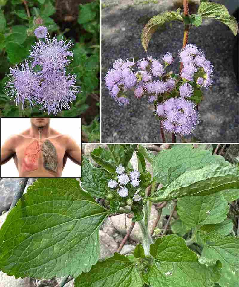 Ageratum conyzoides (Billygoat Weed): 15 Nevjerovatnih Prednosti i Kako Ga Koristiti 🌿