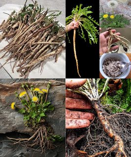 Korijen velikog čička (Arctium lappa) stoljećima je bio oslonac u tradicionalnoj medicini, cijenjen zbog svojih impresivnih svojstava koja podržavaju zdravlje. Bogat antioksidansima poput lignana, flavonoida i polifenola, ova moćna biljka pomaže u zaštiti ćelija od oksidativnog stresa, podržava detoksikaciju i doprinosi općem blagostanju. Njegova svojstva jačanja imuniteta i borbe protiv upala čine ga vrijednim dodatkom holističkom pristupu zdravlju. Kako Korijen Čička Podržava Vaše Zdravlje 1. Bogat Antioksidansima Korijen čička obiluje snažnim antioksidansima koji se bore protiv slobodnih radikala, pomažući u smanjenju oksidativnog stresa i očuvanju zdravlja ćelija. Ovo može doprinijeti dugovječnosti i općoj vitalnosti. 2. Podržava Zdravlje Jetre i Detoksikaciju Zdrava jetra ključna je za opće zdravlje. Korijen čička pomaže u eliminaciji toksina, poboljšava funkciju jetre i podržava probavu, što ga čini odličnim prirodnim detoksikatorom. 3. Jača Imunitet Sa svojim svojstvima jačanja imuniteta, korijen čička pomaže u jačanju prirodne odbrambene sposobnosti organizma, čineći ga otpornijim na infekcije i bolesti. 4. Smanjuje Upale Korijen čička sadrži prirodne antiupalne spojeve koji mogu pomoći u ublažavanju bolova u zglobovima, mišićne nelagode i kožnih problema poput ekcema i akni. 5. Pomaže Probavi i Zdravlju Crijeva Podsticanjem zdrave probave, korijen čička poboljšava apsorpciju hranljivih sastojaka i doprinosi ravnoteži crijevne mikroflore, što je ključno za cjelokupno zdravlje. Kako Uključiti Korijen Čička u Ishranu Dodavanje korijena čička u vašu rutinu jednostavno je i svestrano. Evo nekoliko načina da iskoristite njegove prednosti: ✅ Čaj od korijena čička – Osušeni korijen skuhajte u umirujući, detoksikacijski biljni čaj. ✅ Supe i variva – Dodajte narezani korijen čička kako biste obogatili nutritivnu vrijednost jela i uživali u blagoj zemljanoj aromi. ✅ Pržena jela i salate – Tanko narežite svježi korijen čička i dodajte ga povrtnim jelima ili salatama za dodatnu hrskavost i hranjive sastojke. ✅ Dodaci prehrani i ekstrakti – Ako vam je važna praktičnost, razmislite o kapsulama ili tečnim ekstraktima korijena čička. Prije upotrebe suplemenata uvijek se posavjetujte sa zdravstvenim stručnjakom. Prirodna Podrška Zdravom Načinu Života Iako korijen čička nudi impresivne zdravstvene prednosti, ne bi trebao zamijeniti profesionalne medicinske tretmane. Umjesto toga, može poslužiti kao dodatna podrška za poboljšanje zdravlja i vitalnosti. Ako ste pod medicinskom terapijom, uvijek se posavjetujte sa svojim ljekarom prije nego što uključite biljne preparate u svoju rutinu. Pravilnim odabirom wellness pristupa, korijen čička može postati moćan saveznik na vašem putu ka boljem zdravlju i blagostanju. 🌿