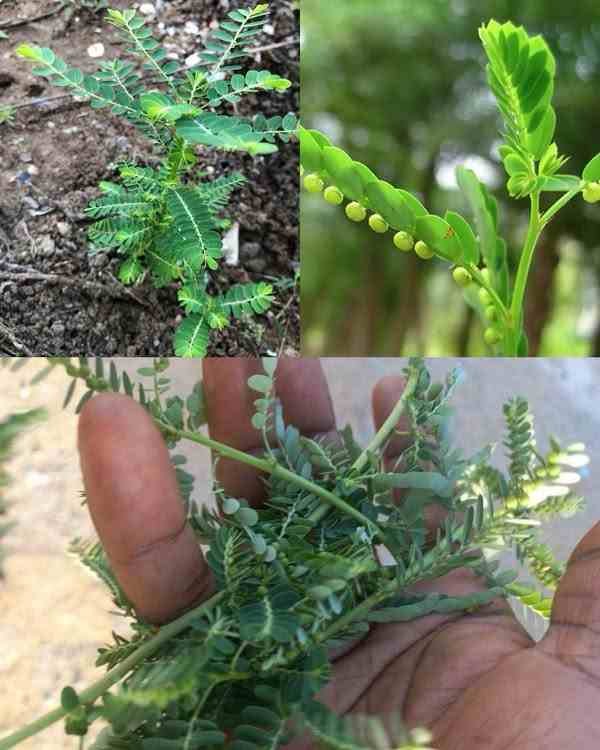 Razbijač kamena (Phyllanthus niruri): čudesna biljka sa 25 prednosti i praktičnih načina da je koristite