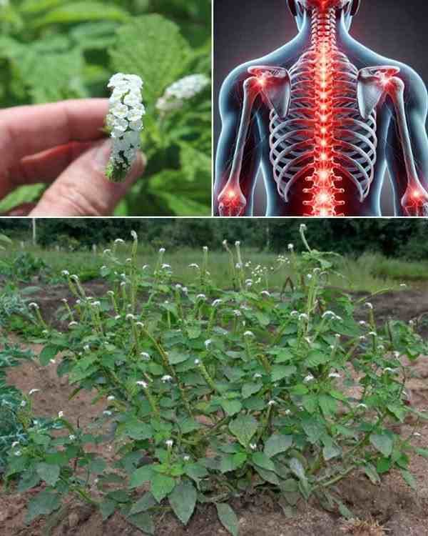 Heliotropium indicum: Upotreba i prednosti ljekovite biljke