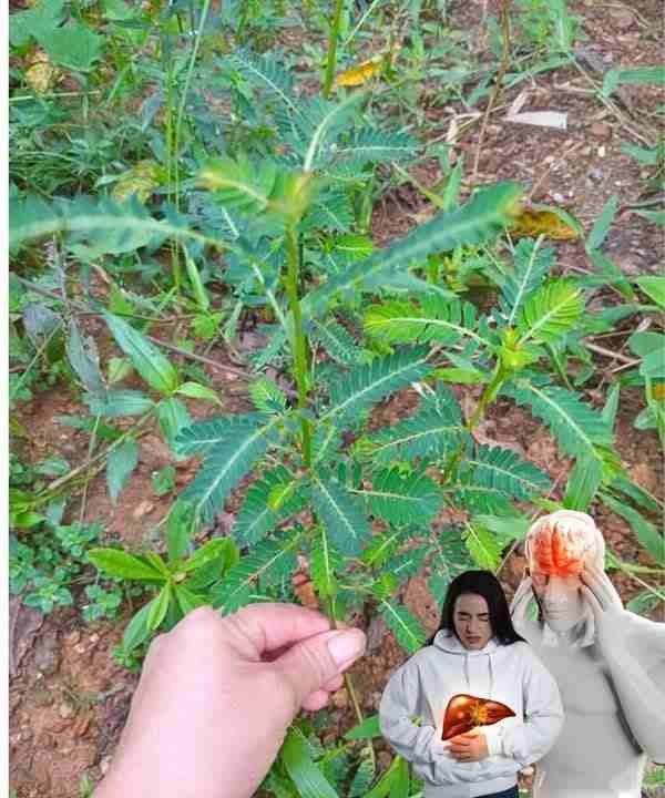 12 nevjerovatnih zdravstvenih prednosti Phyllanthus Niruri – nemojte ga bacati!