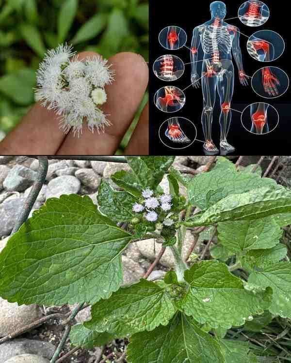 7 Prednosti i upotreba Ageratum conyzoides