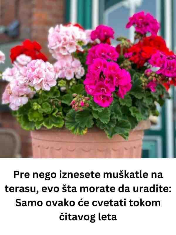 Pre nego iznesete muškatle na terasu, evo šta morate da uradite: Samo ovako će cvetati tokom čitavog leta