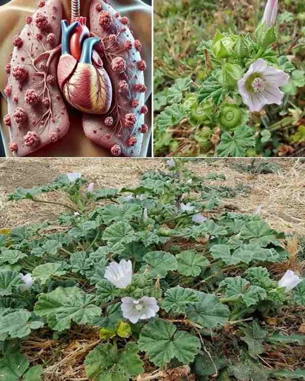 Istraživanje zdravstvenih prednosti sljeza: nutritivna moć