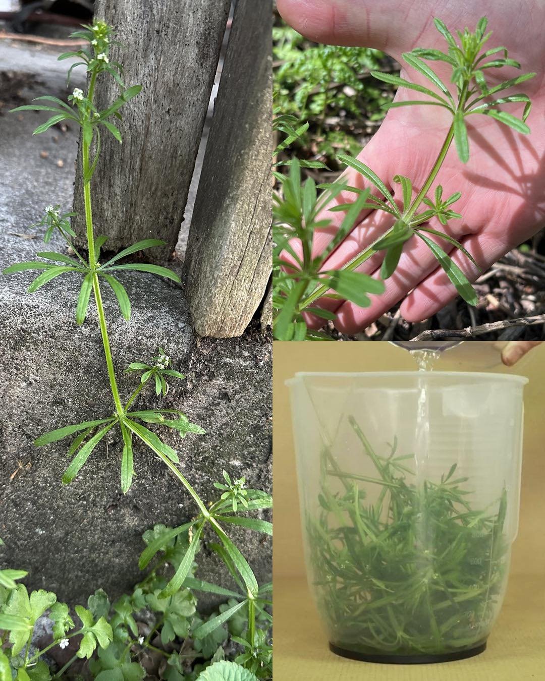 Cjekači (Galium aparine): biljni lijek za detoksikaciju i zdravlje limfe