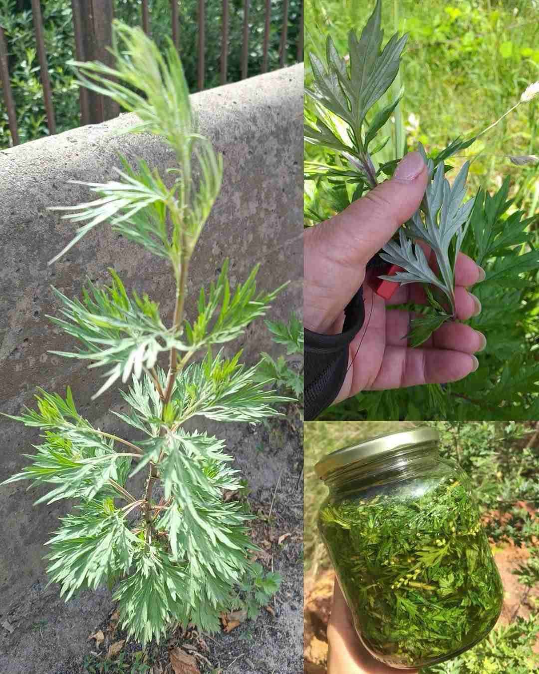 Mugwort (Artemisia vulgaris): 20 nevjerovatnih prednosti i kako ga koristiti Mugwort (Artemisia vulgaris): 20 nevjerovatnih prednosti i kako ga koristiti