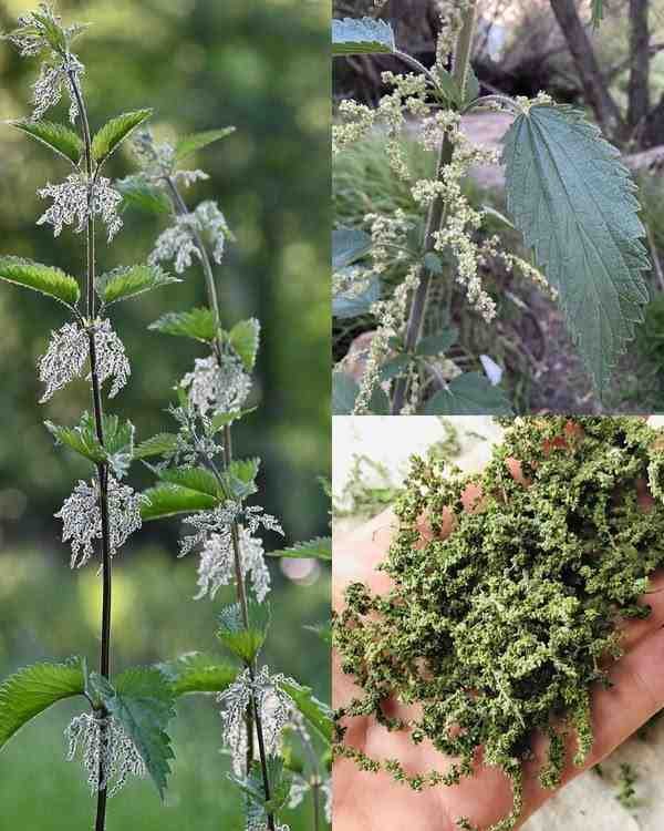 Moć Urtica dioica: Prirodno olakšanje za bolove u zglobovima, artritis i upalu