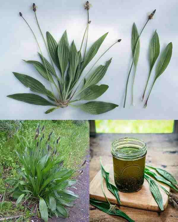 Nevjerovatne prednosti Plantago lanceolata i kako ga koristiti