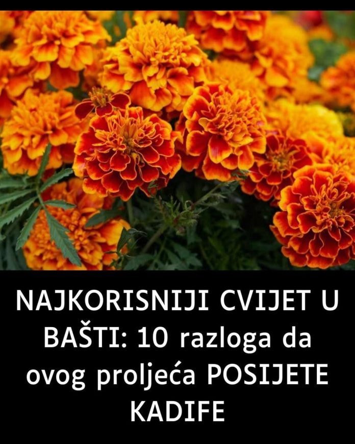NAJKORISNIJI CVIJET U BAŠTI: 10 razloga da ovog proljeća POSIJETE KADIFE