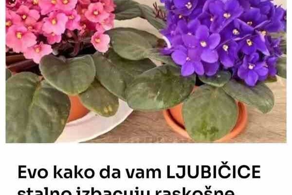 Evo kako da vam LJUBIČICE stalno izbacuju raskošne cvjetove, ovo je TRIK